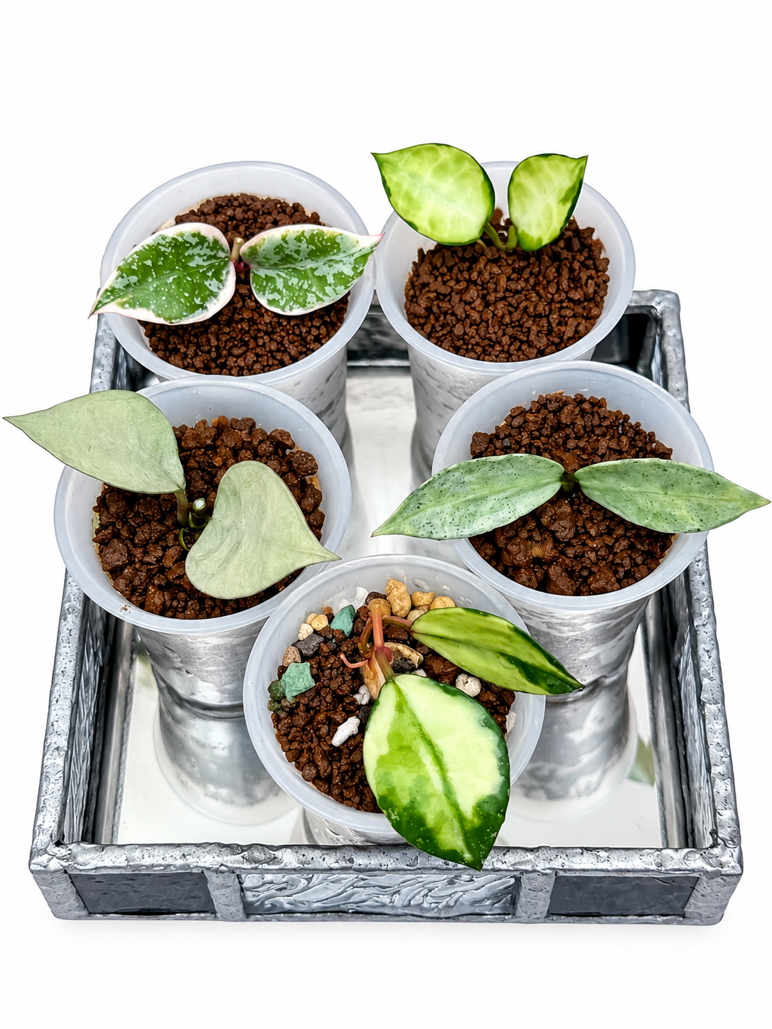 Hoya Lacunosa Rare 5-Unrooted Cutting Combo – Minara | Kirana | Winter Pandora | Princess Lumina | Asami
