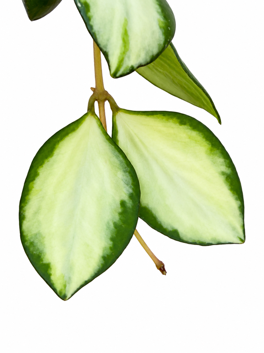 Hoya Incurvula 'Lime Whisper’ – Rare Hoya 1 Node, 2 Leaf UNROOTED Cutting