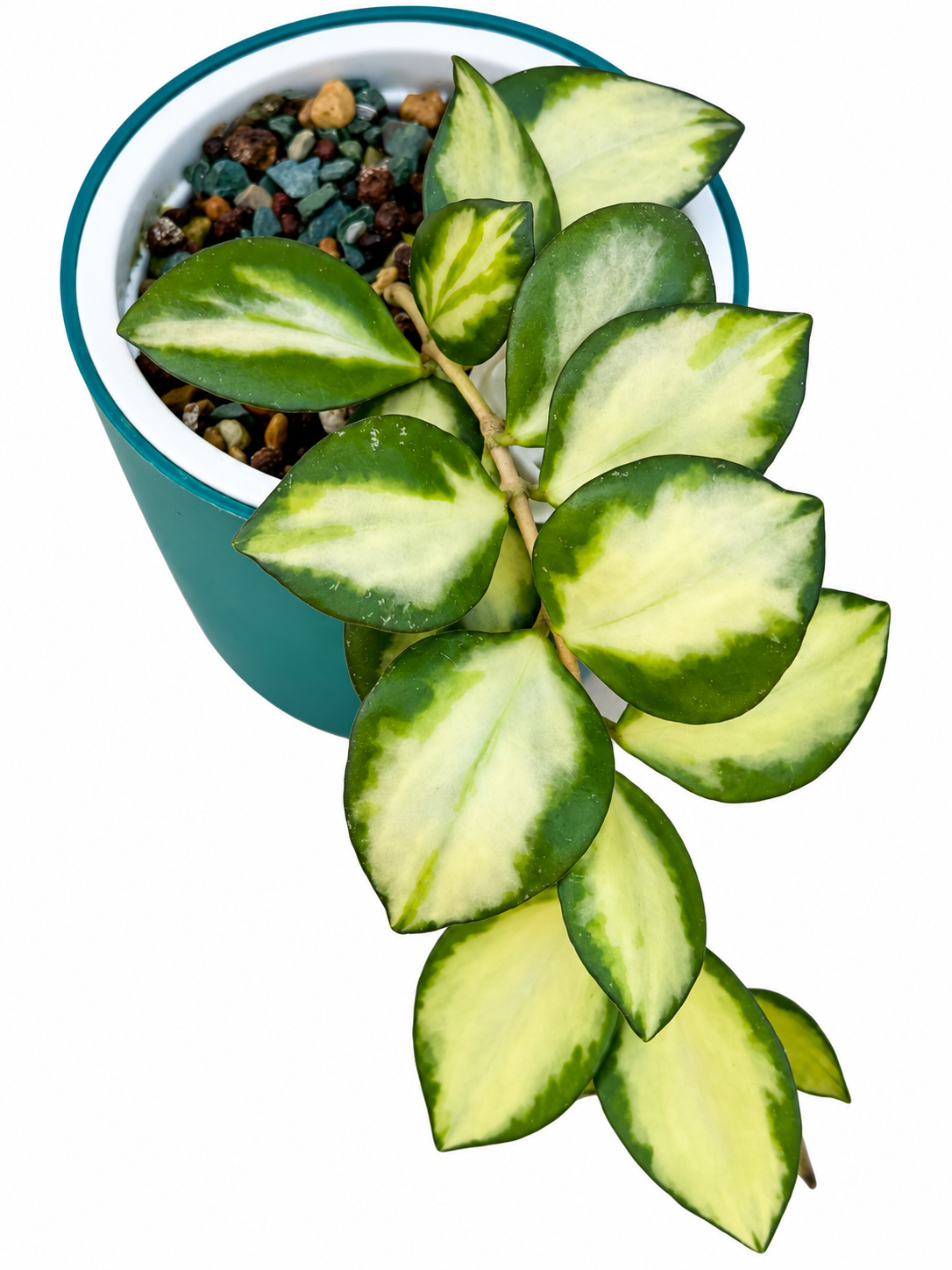 Hoya Incurvula 'Lime Whisper’ – Rare Hoya 1 Node, 2 Leaf UNROOTED Cutting
