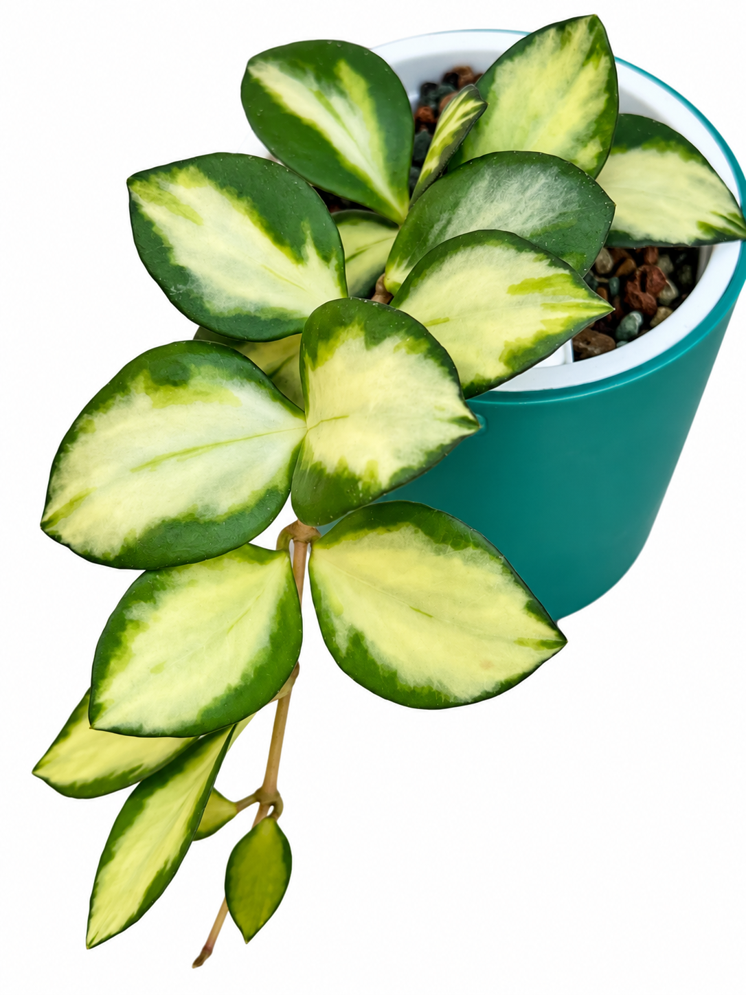 Hoya Incurvula 'Lime Whisper’ – Rare Hoya 1 Node, 2 Leaf UNROOTED Cutting