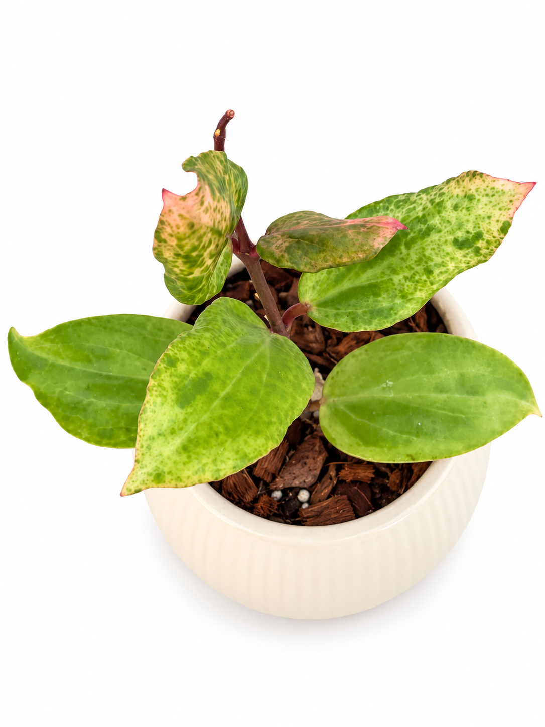 Hoya ‘Crocodile’ – Rare Collector Hoya Exact Rooted Plant