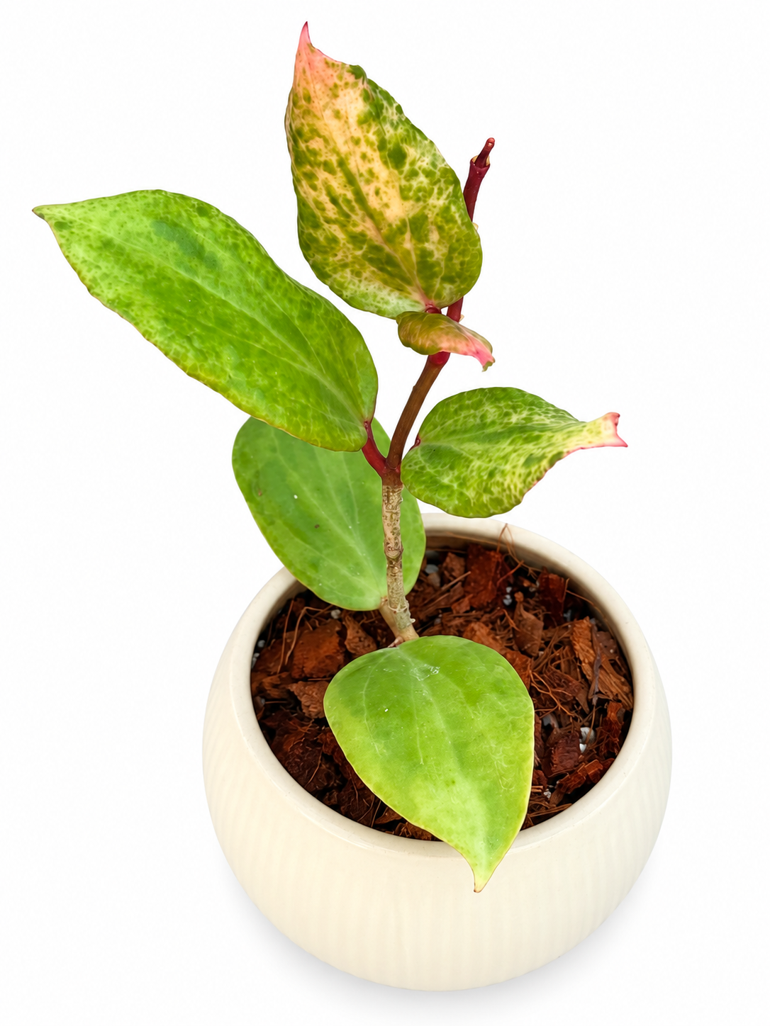 Hoya ‘Crocodile’ – Rare Collector Hoya Exact Rooted Plant