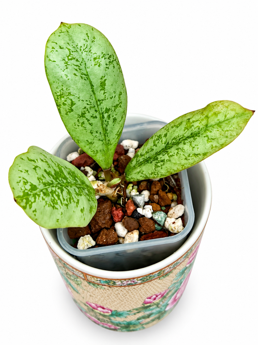 Rare Hoya 'Lorelai'| Rare Silver Wax Plant