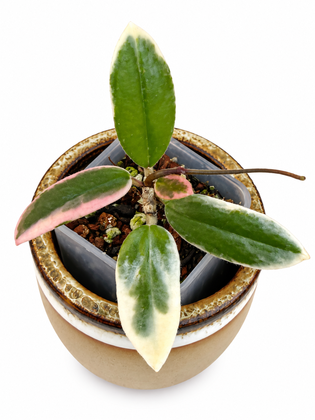Hoya Lyi ‘Prism’ Outer Variegated – Rare Hoya Exact Rooted Plant