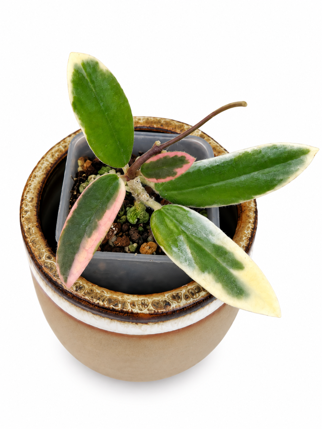 Hoya Lyi ‘Prism’ Outer Variegated – Rare Hoya Exact Rooted Plant