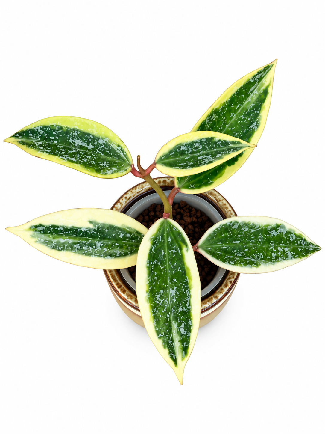 Hoya Rangsan Albo Splash – Rare Variegated Hoya Exact Rooted Plant