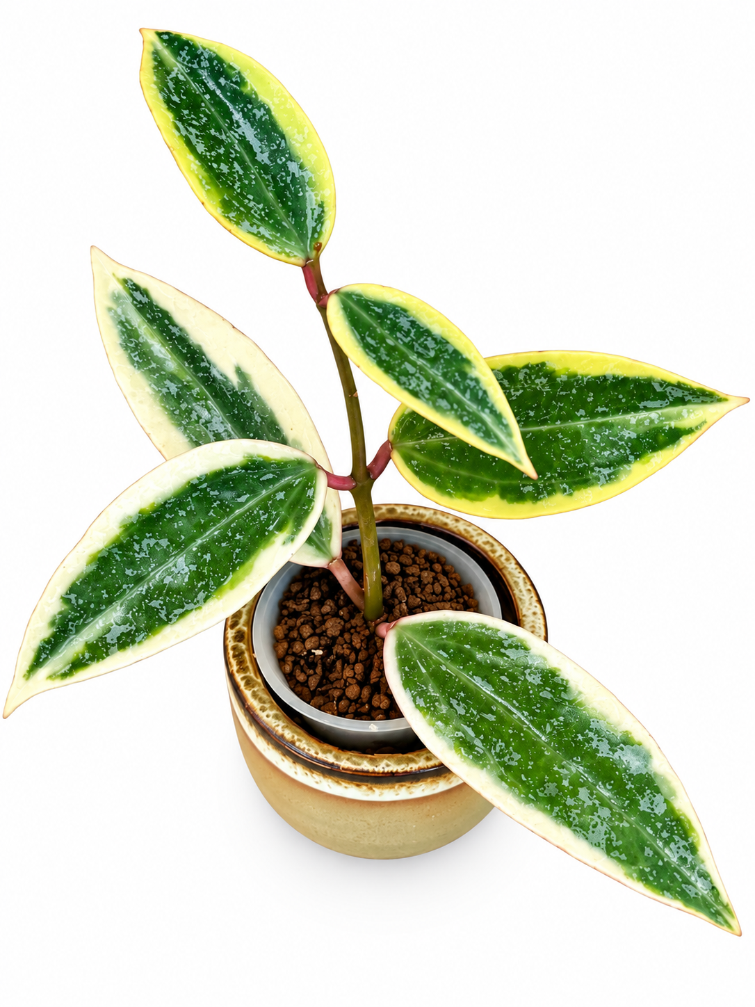 Hoya Rangsan Albo Splash – Rare Variegated Hoya Exact Rooted Plant