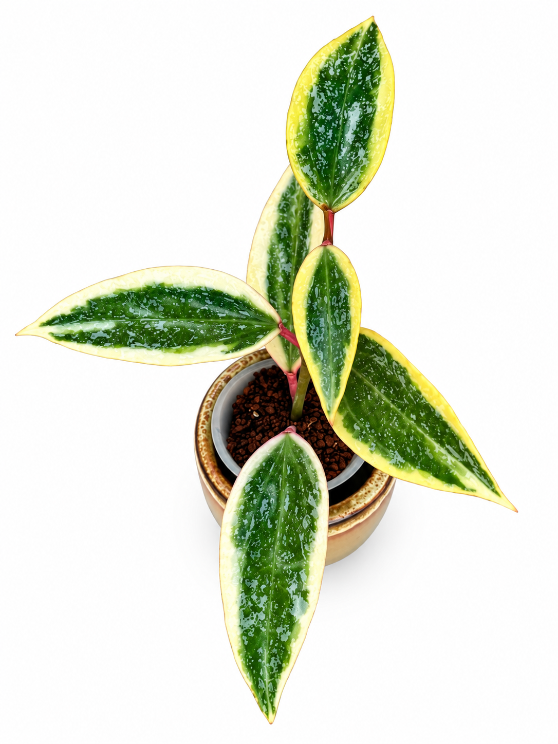 Hoya Rangsan Albo Splash – Rare Variegated Hoya Exact Rooted Plant