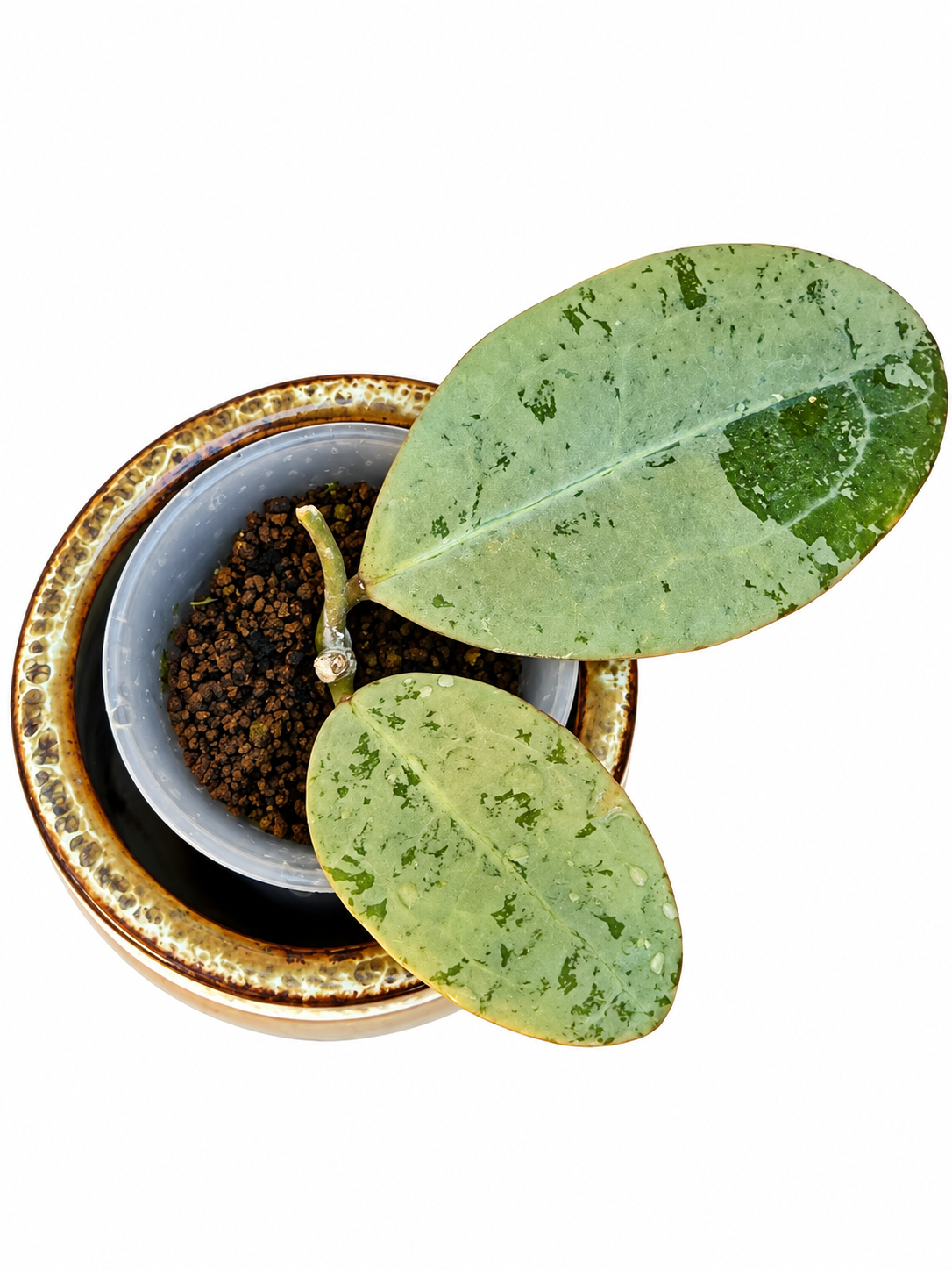 Hoya elliptica Silver – Rare Hoya Exact Rooted Plant