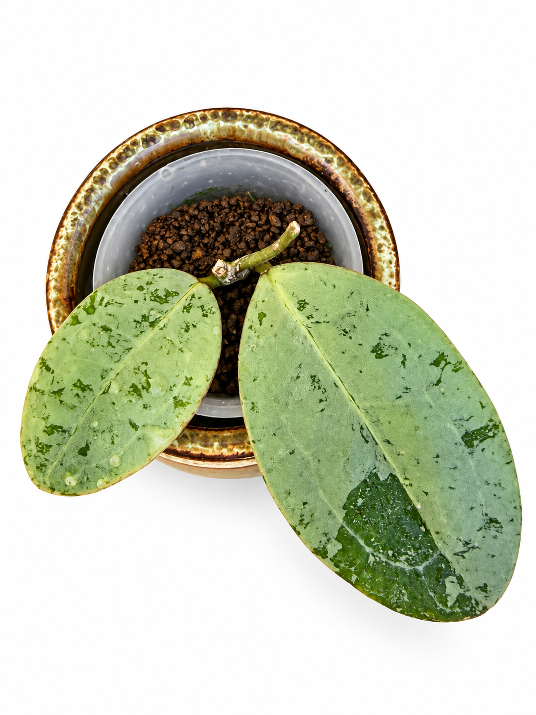 Hoya elliptica Silver – Rare Hoya Exact Rooted Plant
