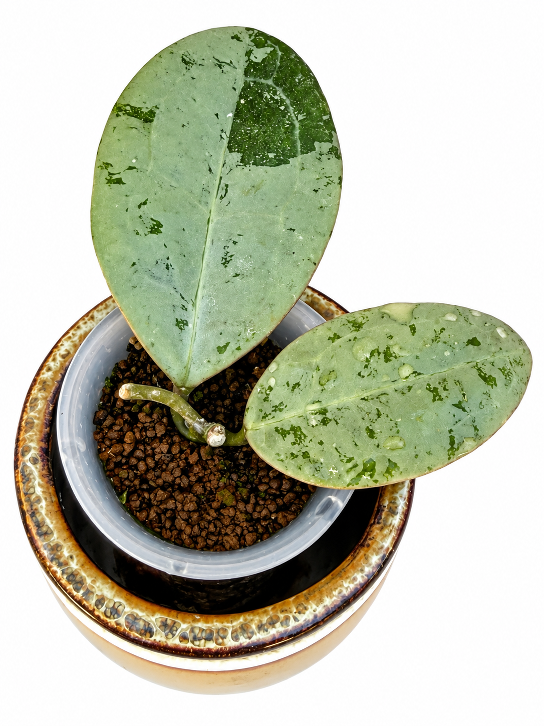 Hoya elliptica Silver – Rare Hoya Exact Rooted Plant