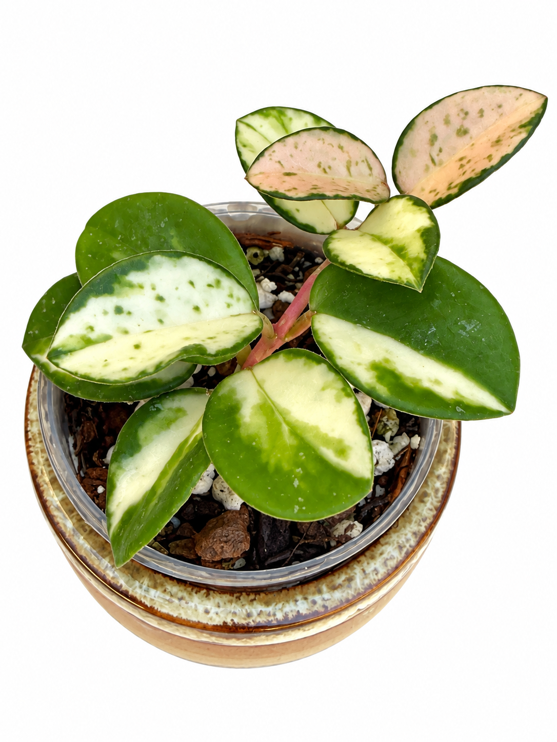 Hoya Mathilde Variegated – Rare Variegated Hoya Exact Rooted Plant