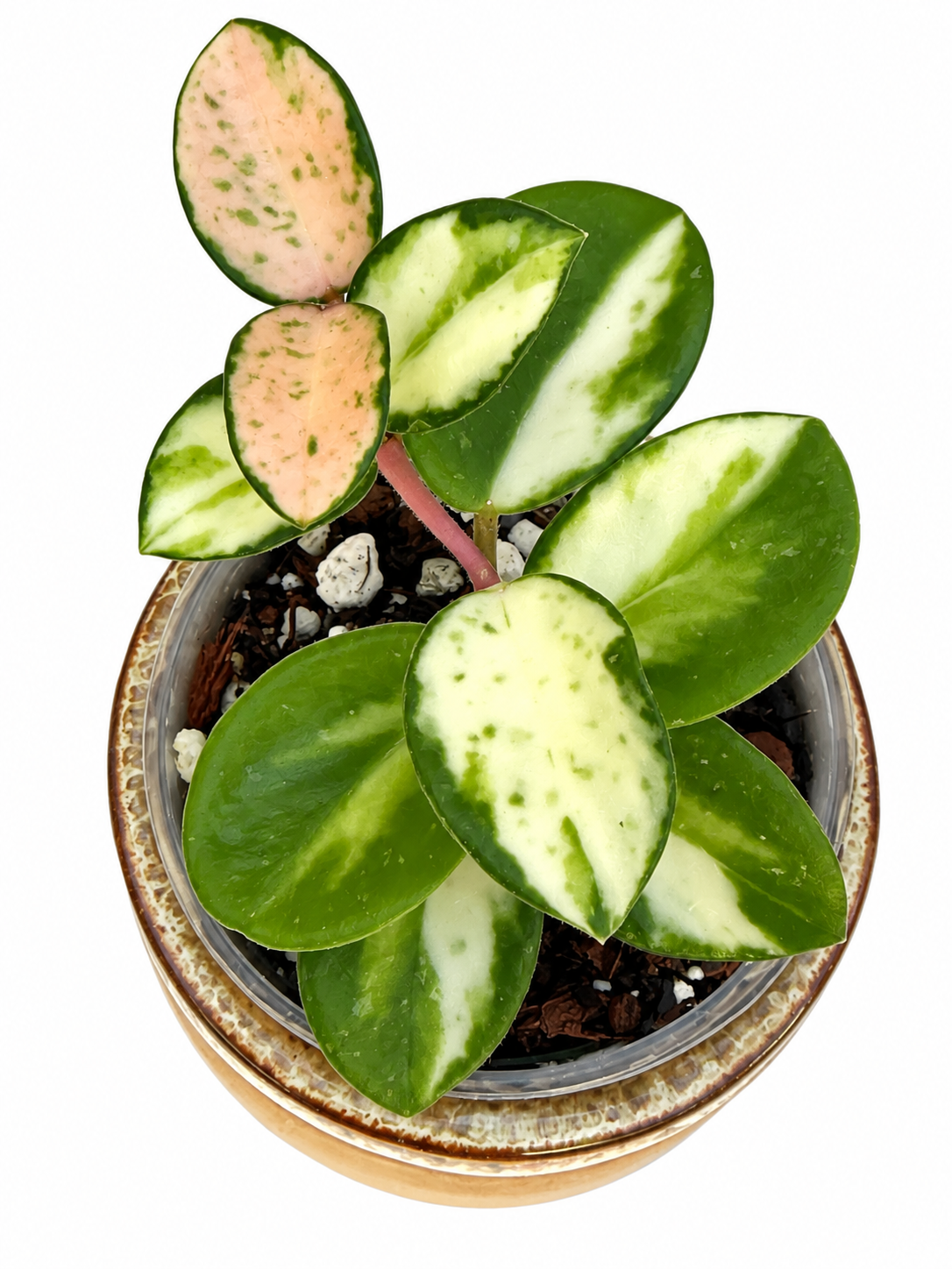 Hoya Mathilde Variegated – Rare Variegated Hoya Exact Rooted Plant