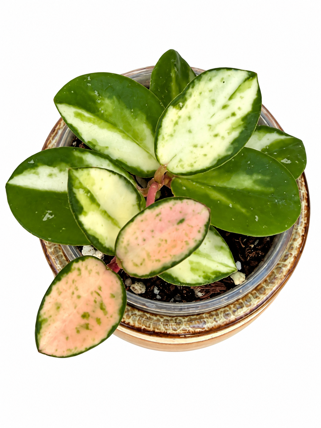Hoya Mathilde Variegated – Rare Variegated Hoya Exact Rooted Plant