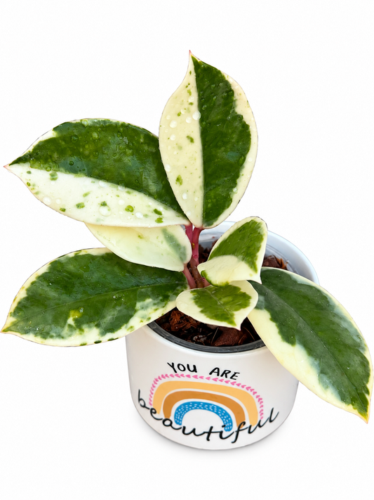 Hoya ‘Madara Snow Angel’ – Rare Variegated Hoya Exact Rooted Plant