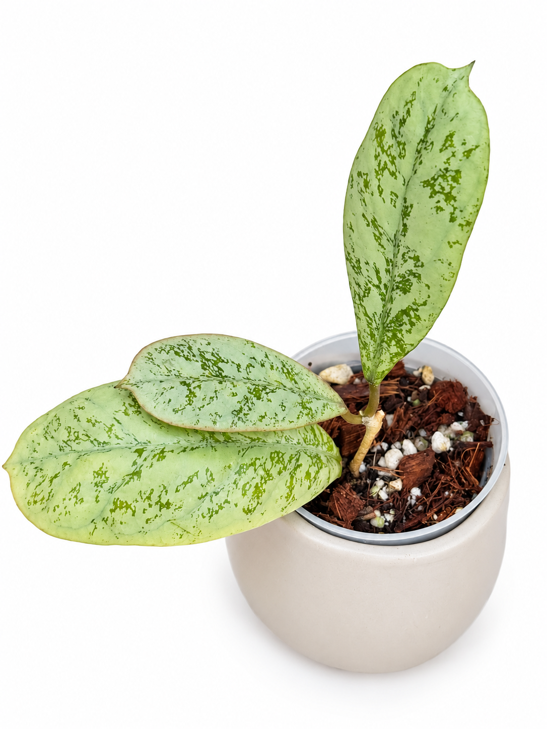 Rare Hoya 'Lorelai'| Rare Silver Wax Plant