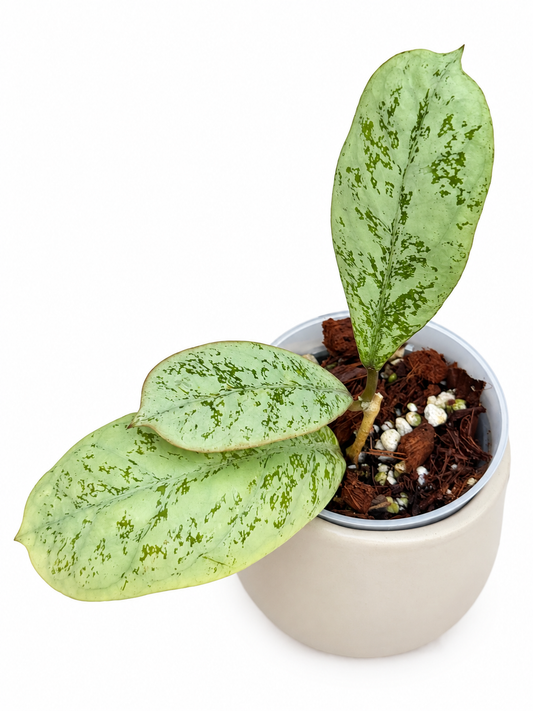 Rare Hoya 'Lorelai'| Rare Silver Wax Plant