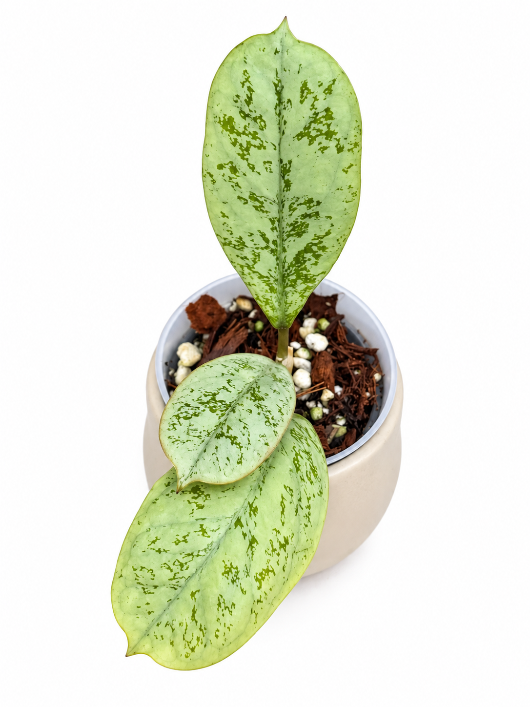 Rare Hoya 'Lorelai'| Rare Silver Wax Plant