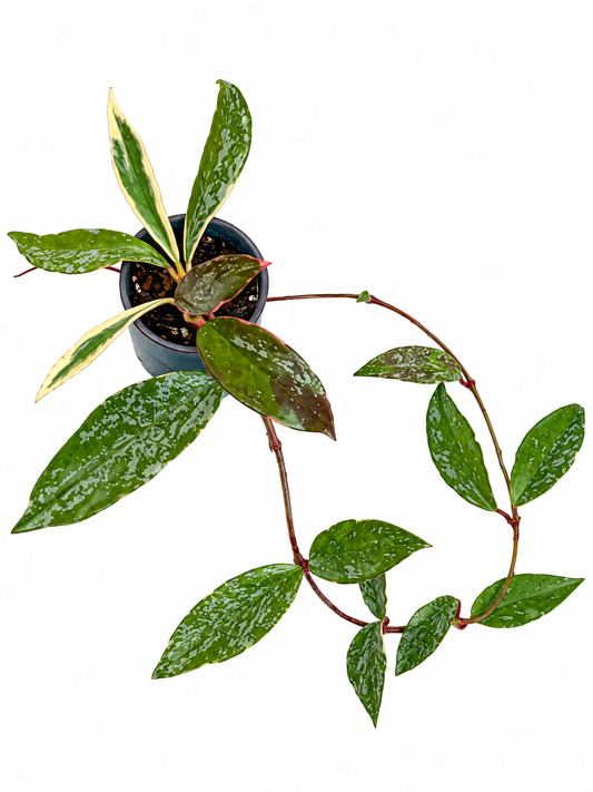 Hoya Pubicalyx ‘Albo Splash’ – Rare Variegated Hoya Unrooted Cutting