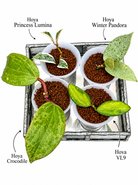 RARE VARIEGATED HOYA 4-PLANT ROOTED COMBO – Crocodile - Princess Lumina - Winter Pandora - VL9