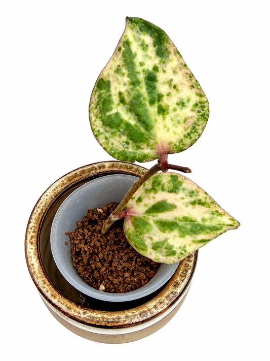 Hoya Swiffer’s Mirage | Rare Variegated Hoya Unrooted Cutting