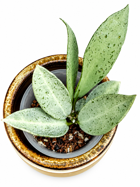 RARE Hoya Winter Pandora