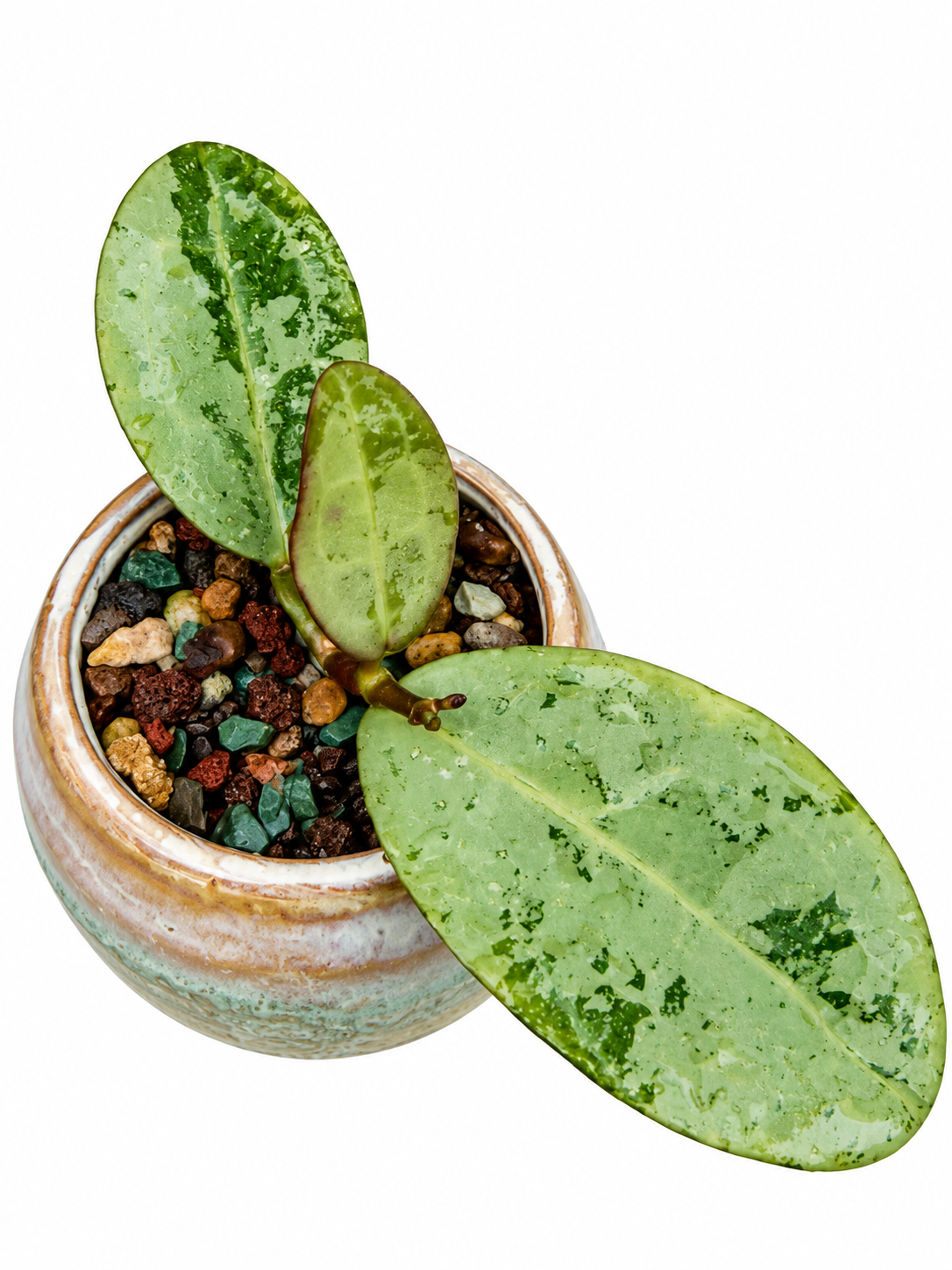 Hoya Elliptica Silver – Rare Hoya Exact Rooted Plant