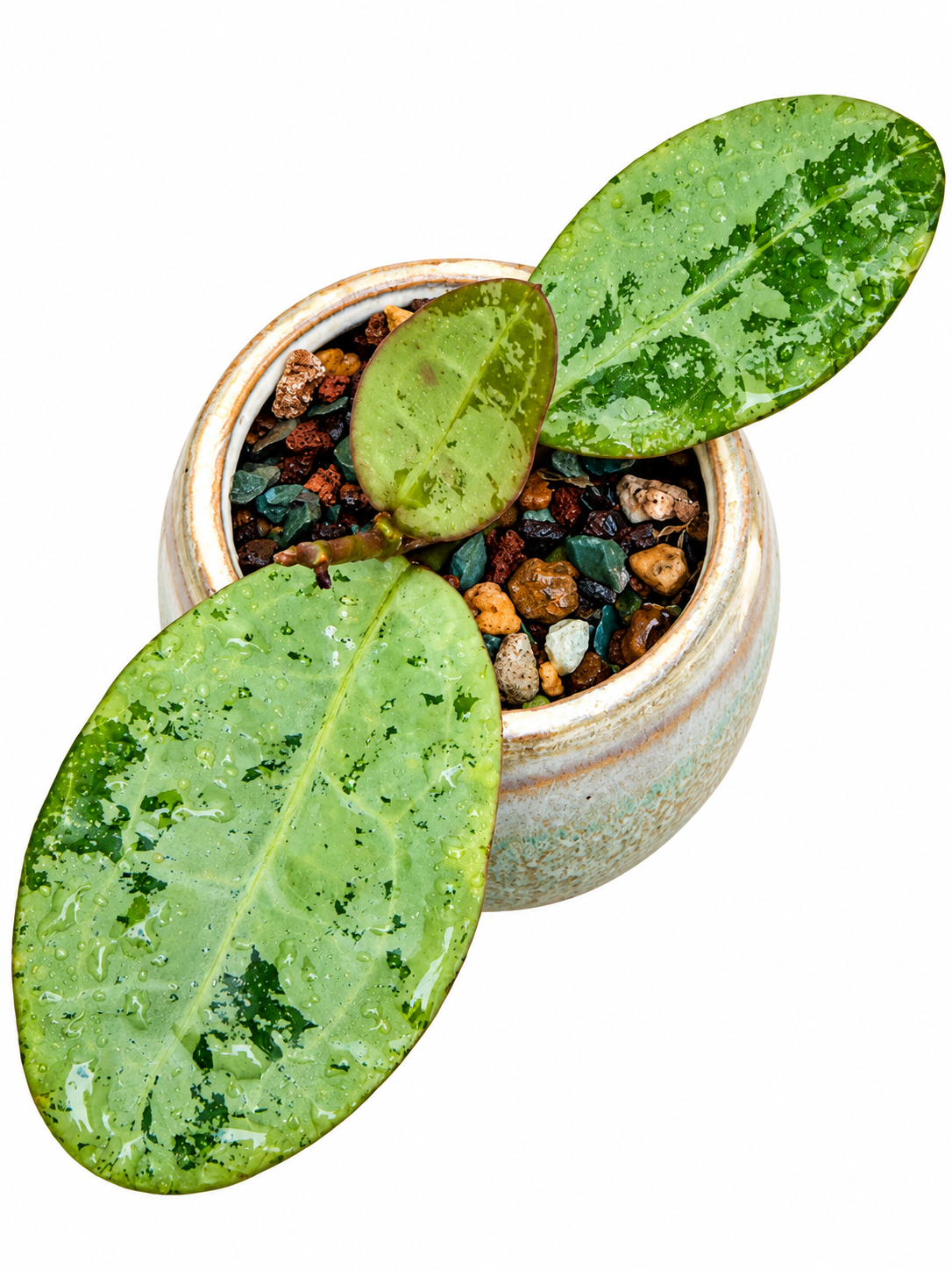 Hoya Elliptica Silver – Rare Hoya Exact Rooted Plant