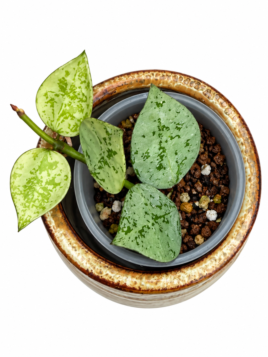 Hoya Lacunosa ‘Gayung’ – Rare Silver Splash Hoya Exact Rooted Plant | Collector’s Hoya
