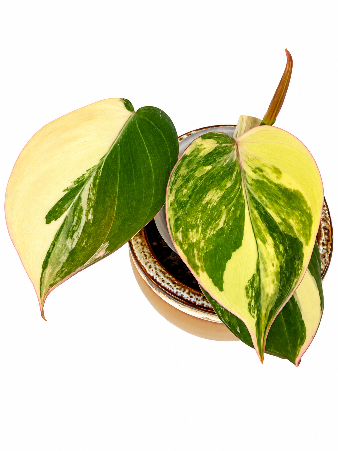 Philodendron Micans Variegated – Rare Variegated Velvet Micans Exact Rooted Plant