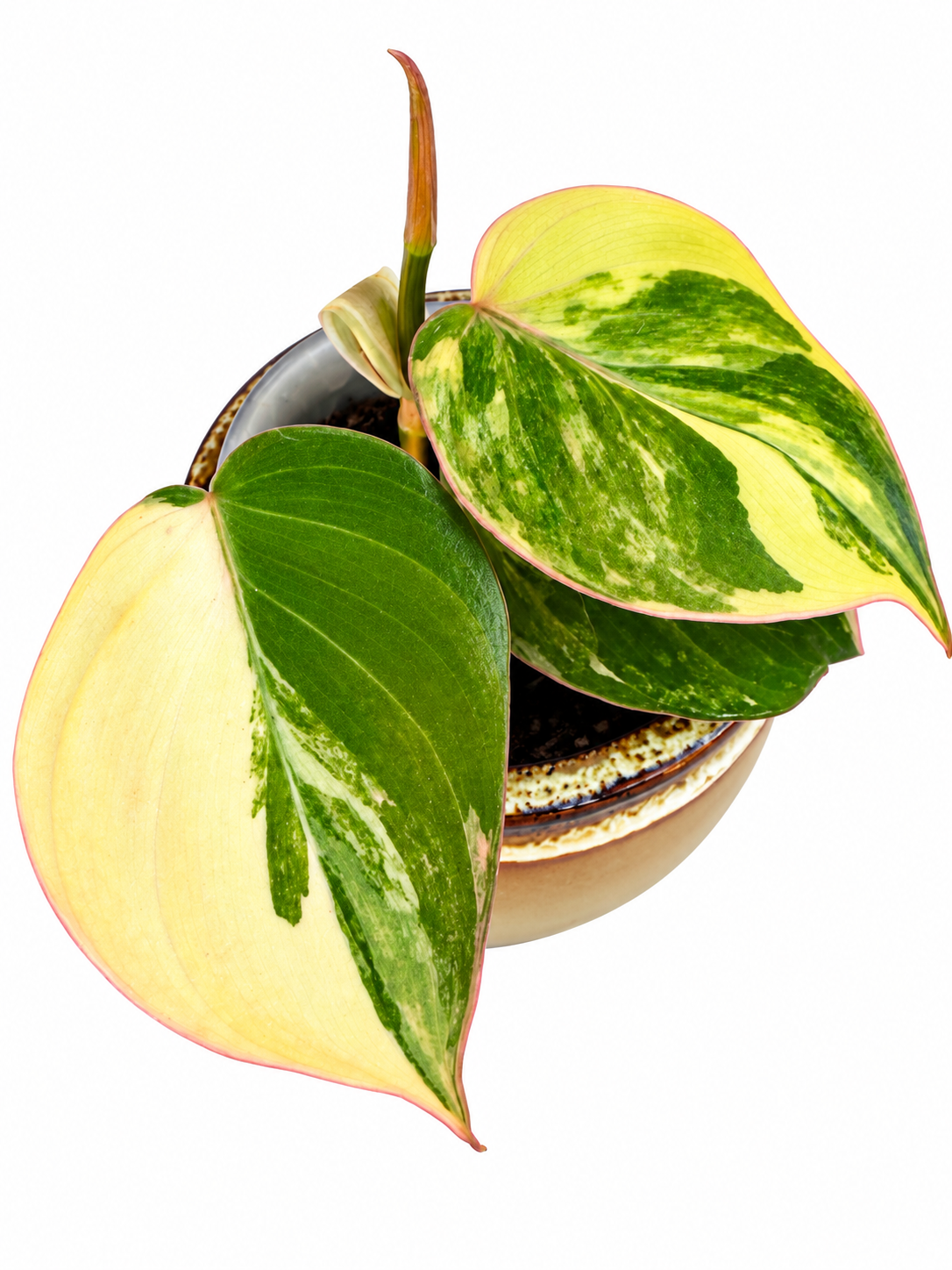 Philodendron Micans Variegated – Rare Variegated Velvet Micans Exact Rooted Plant