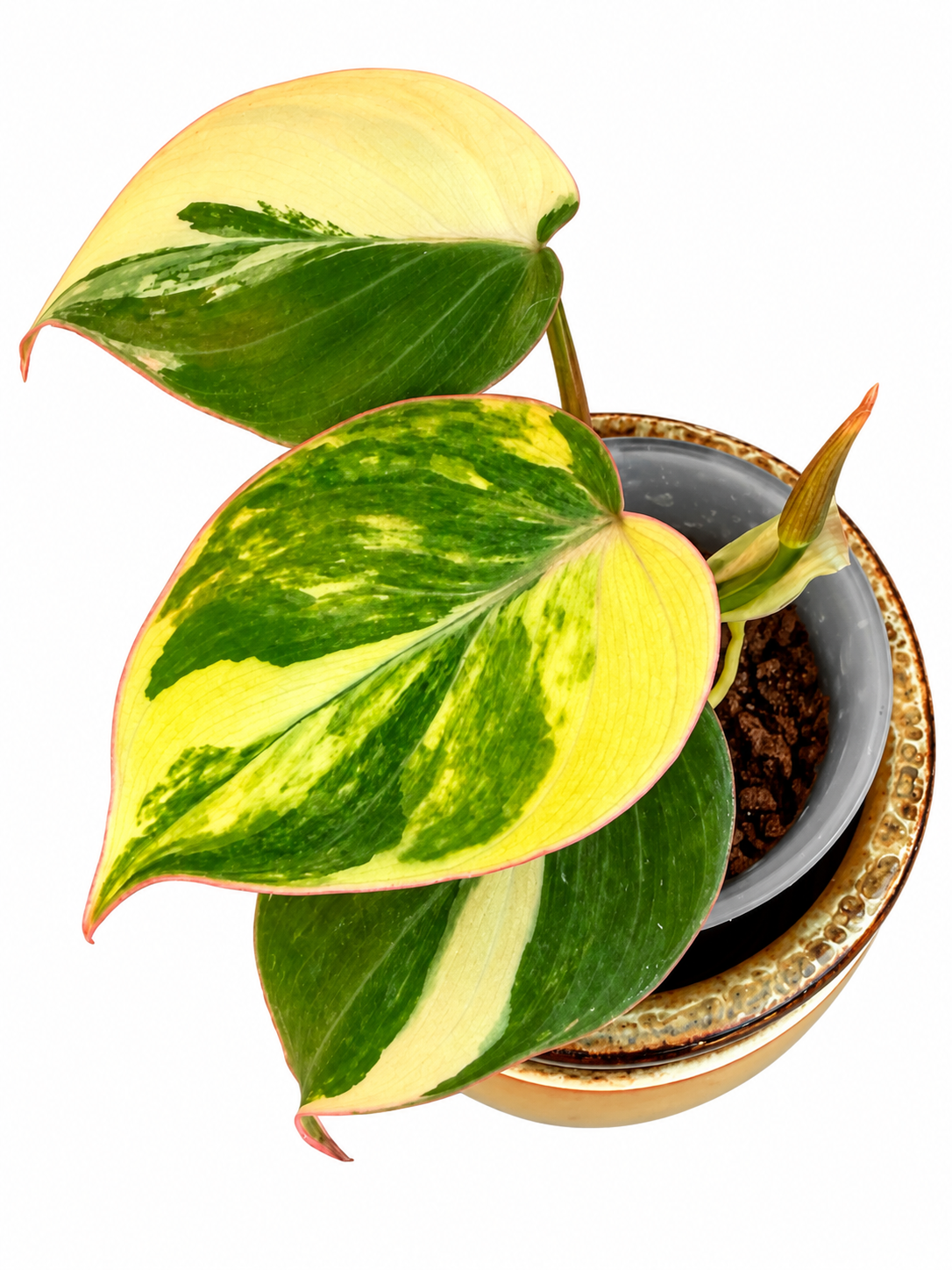 Philodendron Micans Variegated – Rare Variegated Velvet Micans Exact Rooted Plant