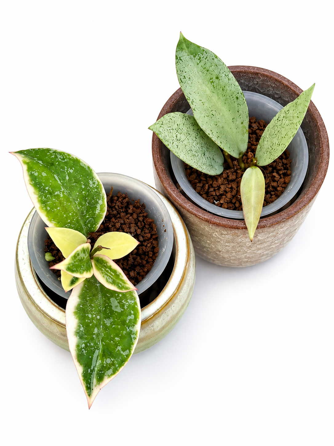 Hoya Lacunosa ‘Princess Lumina’ & ‘Winter Pandora’ – 2-Plant Rooted Hoya Combo