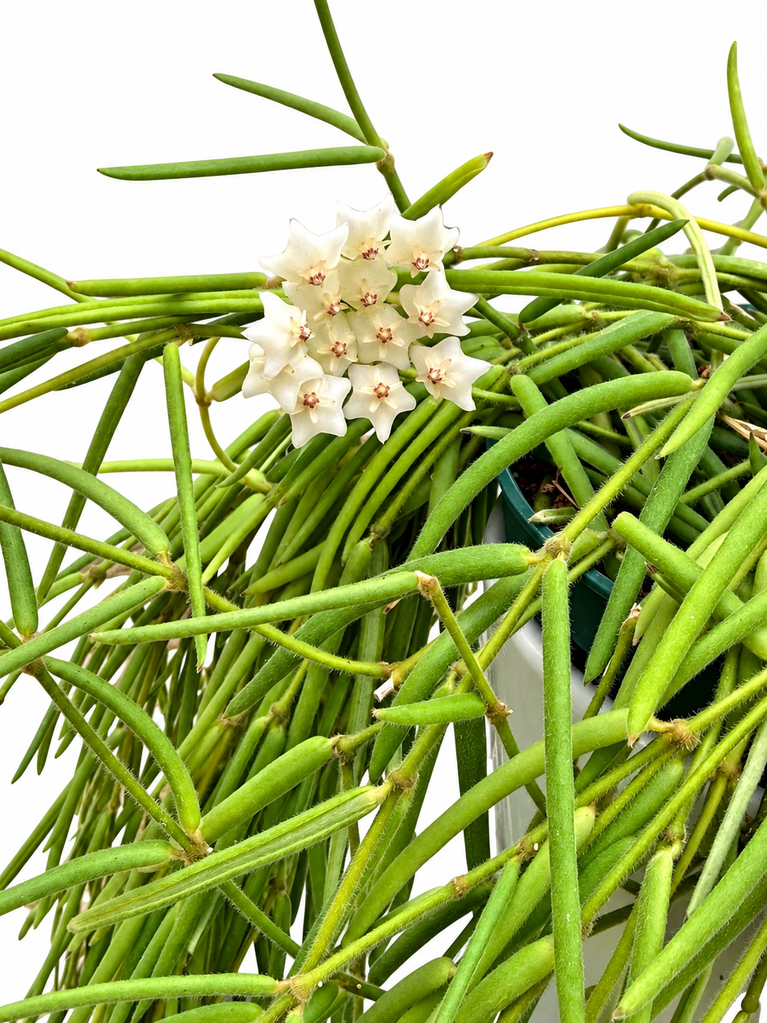 Hoya linearis – Rare Trailing Hoya Unrooted Cutting