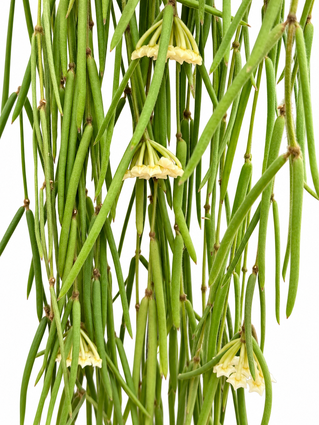 Hoya linearis – Rare Trailing Hoya Unrooted Cutting