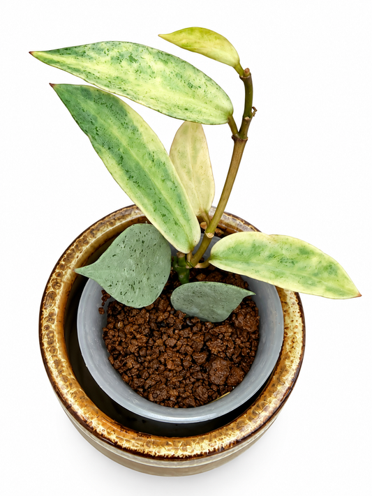 Hoya Winter Pandora | Rare Rooted Variegated Hoya