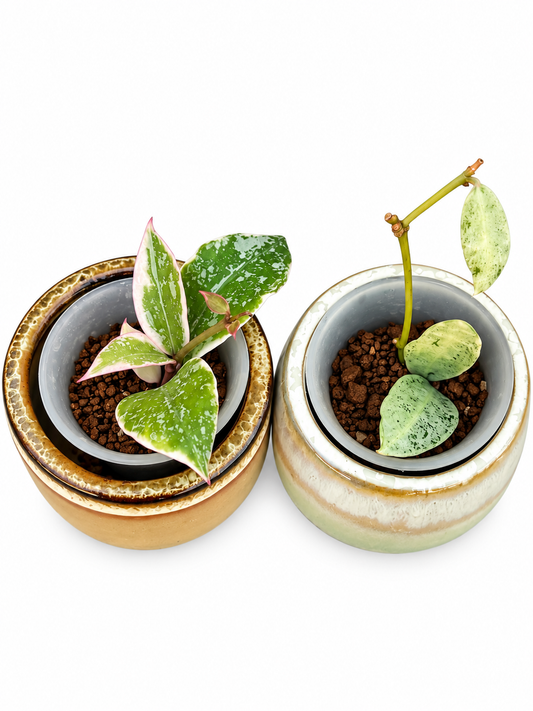 Hoya Lacunosa ‘Princess Lumina’ & ‘Winter Pandora’ – 2-Plant Rooted Hoya Combo