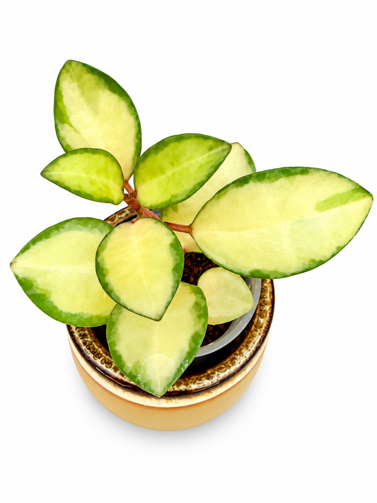 Hoya Elliptica Variegated | Rare Rooted Variegated Hoya