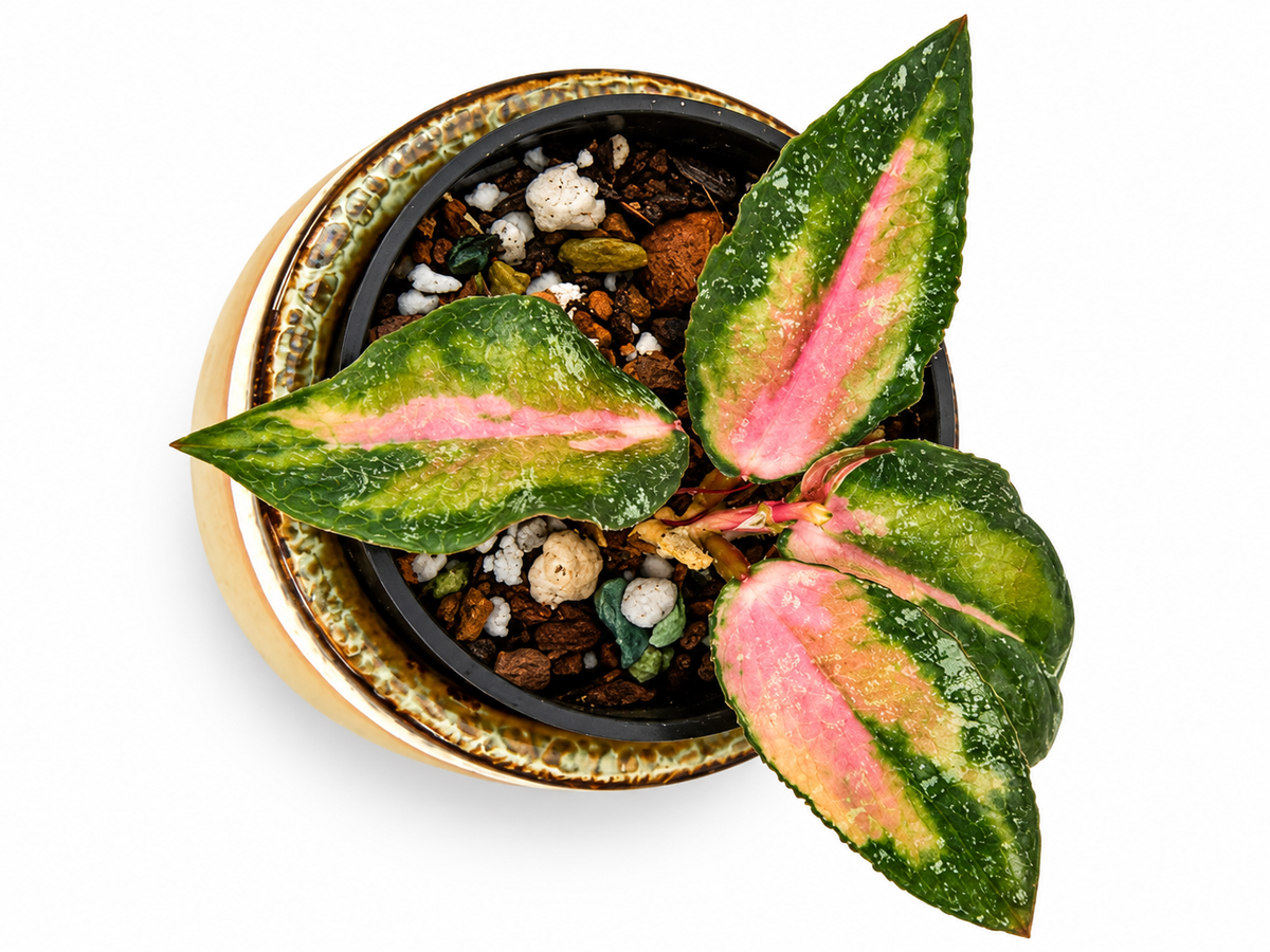 Hoya Caudata Variegated – Rare Variegated Hoya