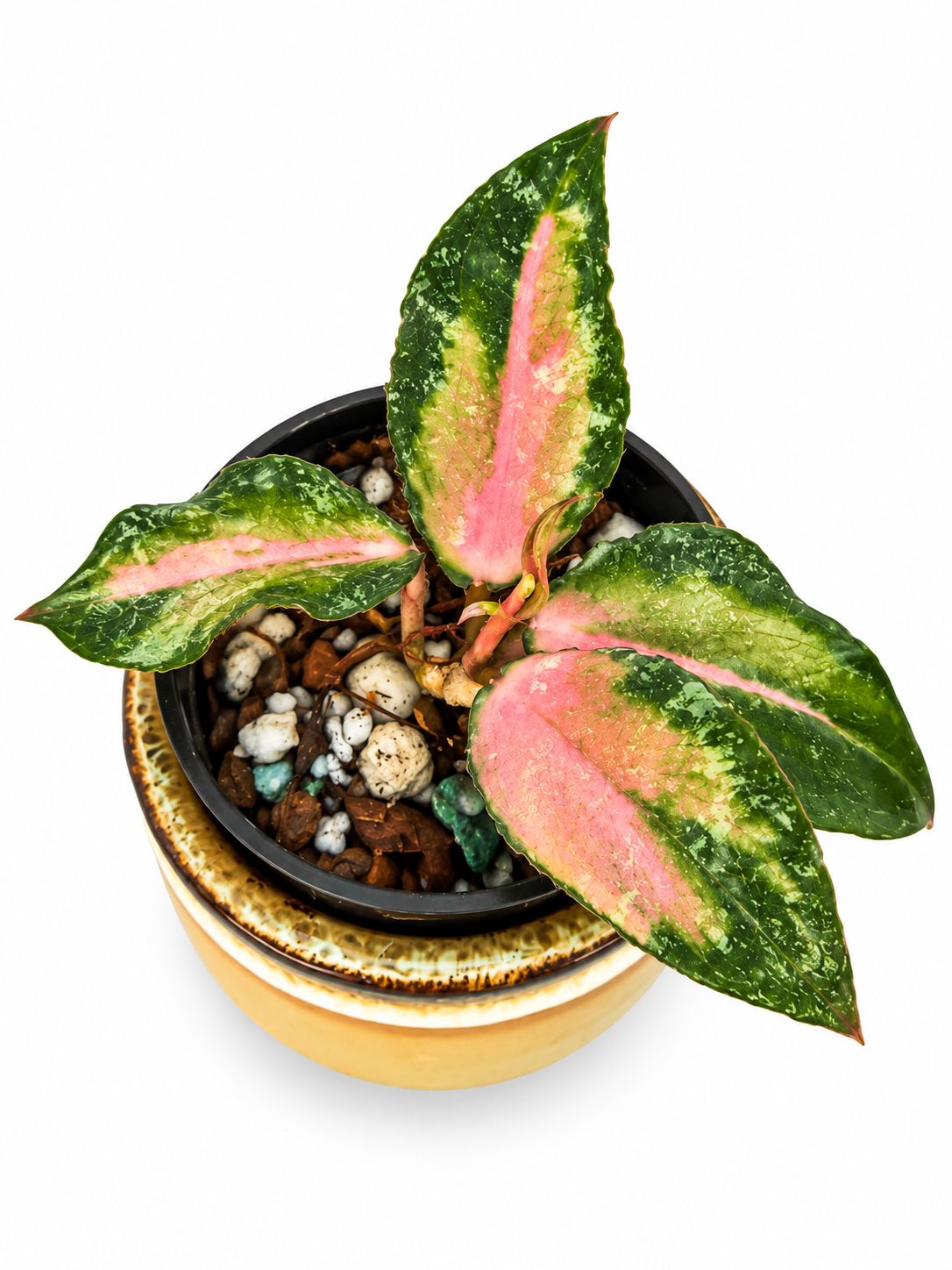 Hoya Caudata Variegated – Rare Variegated Hoya