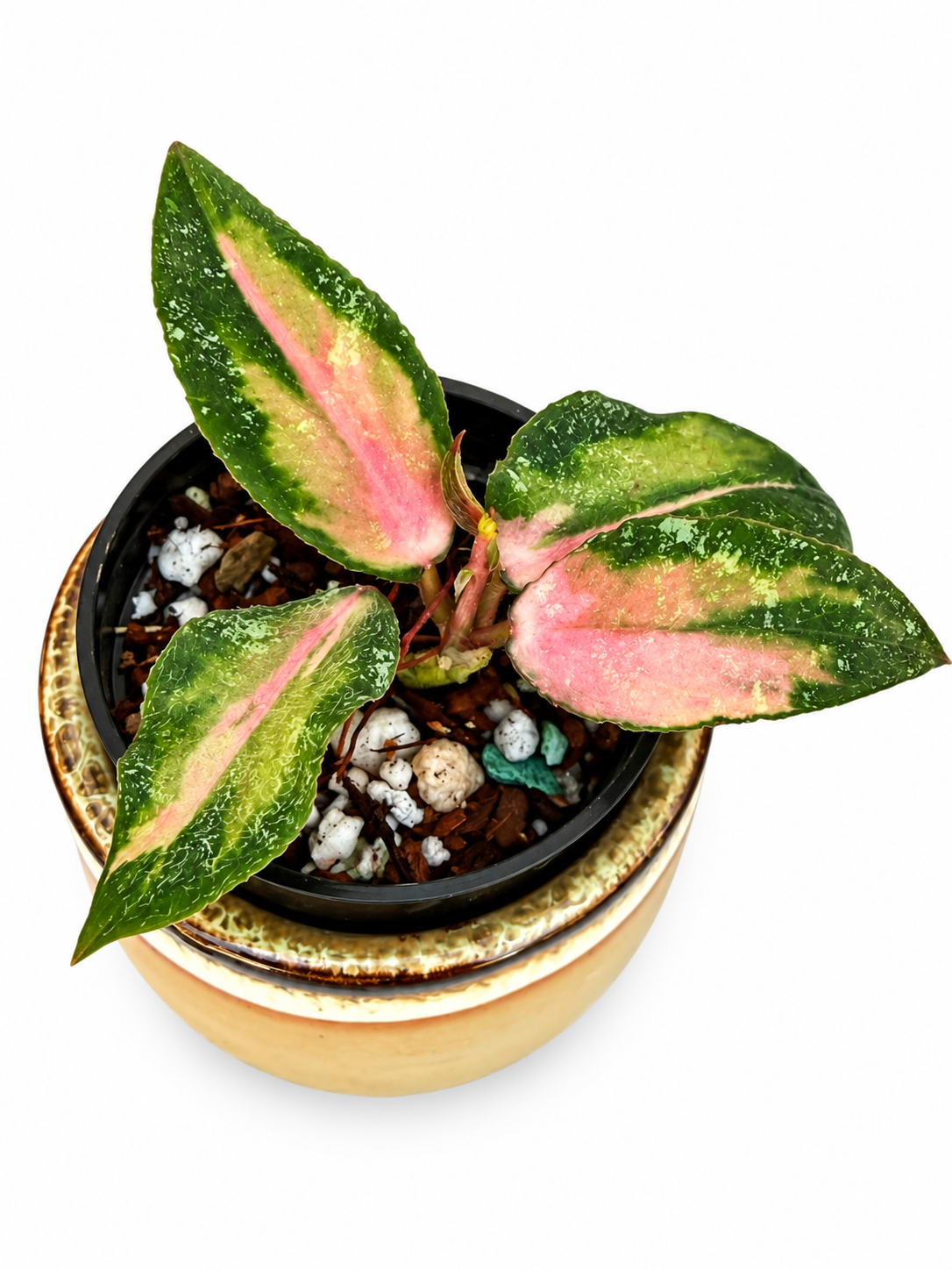 Hoya Caudata Variegated – Rare Variegated Hoya