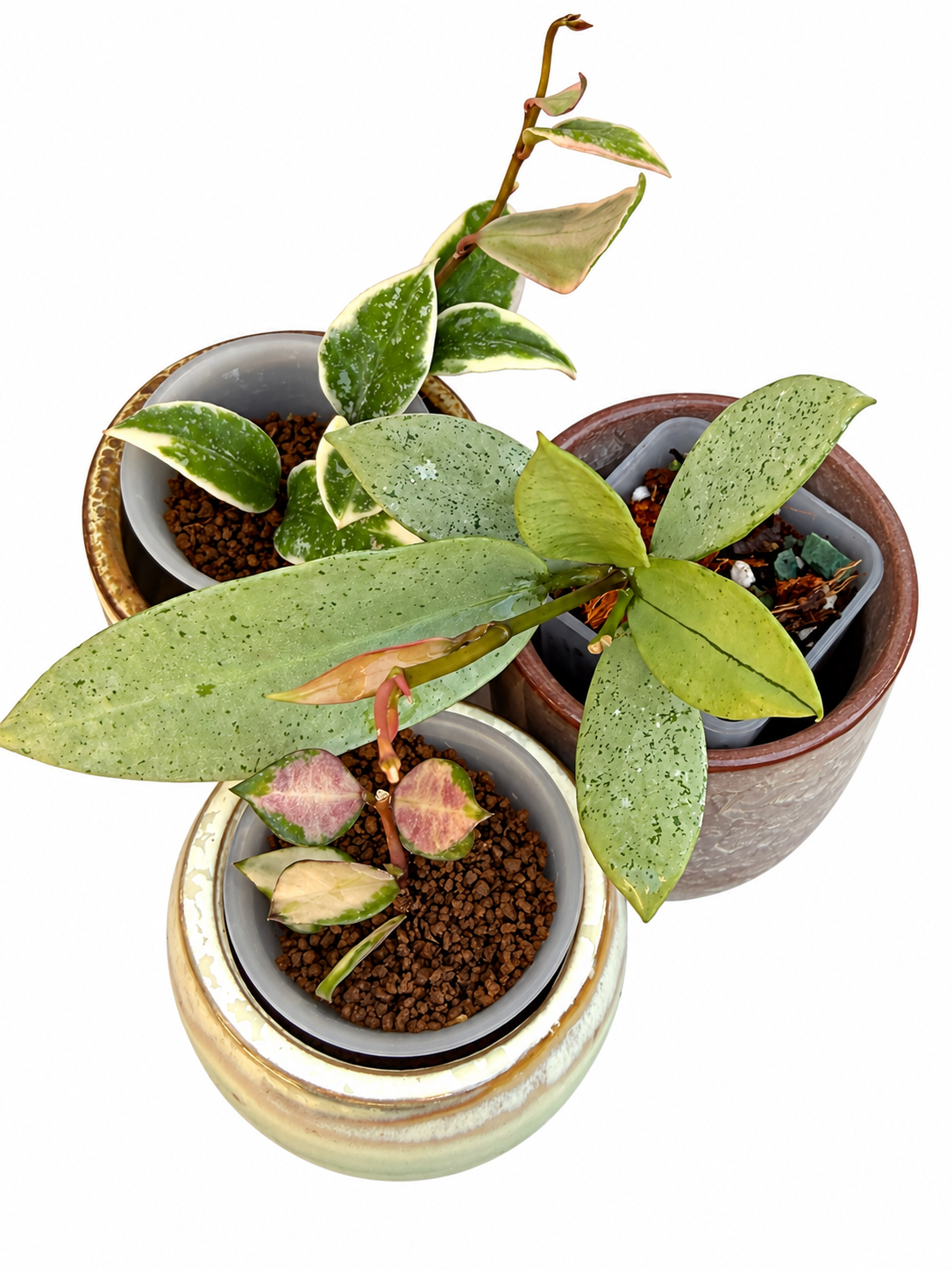 Hoya Lacunosa Winter Pandora, Princess Lumina & Red Bruno – Rare 3-Plant Rooted Combo | Exact Plants