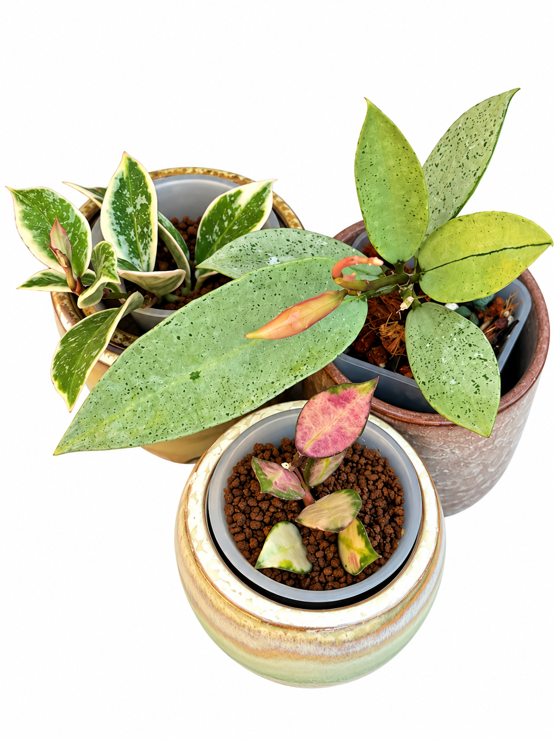 Hoya Lacunosa Winter Pandora, Princess Lumina & Red Bruno – Rare 3-Plant Rooted Combo | Exact Plants