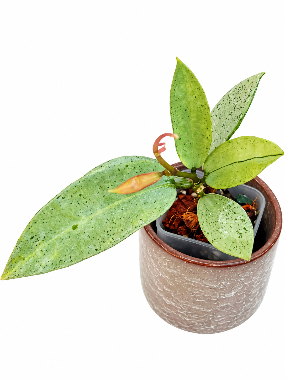 Hoya Lacunosa Winter Pandora, Princess Lumina & Red Bruno – Rare 3-Plant Rooted Combo | Exact Plants