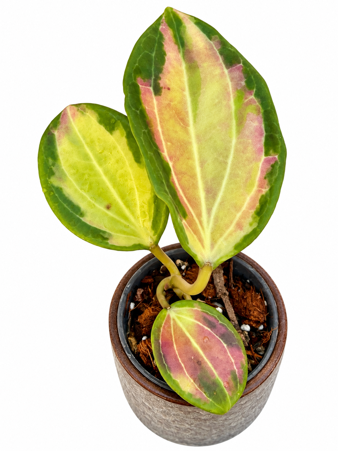 Hoya Merrillii Inner Variegated | Rare Rooted Collector Hoya