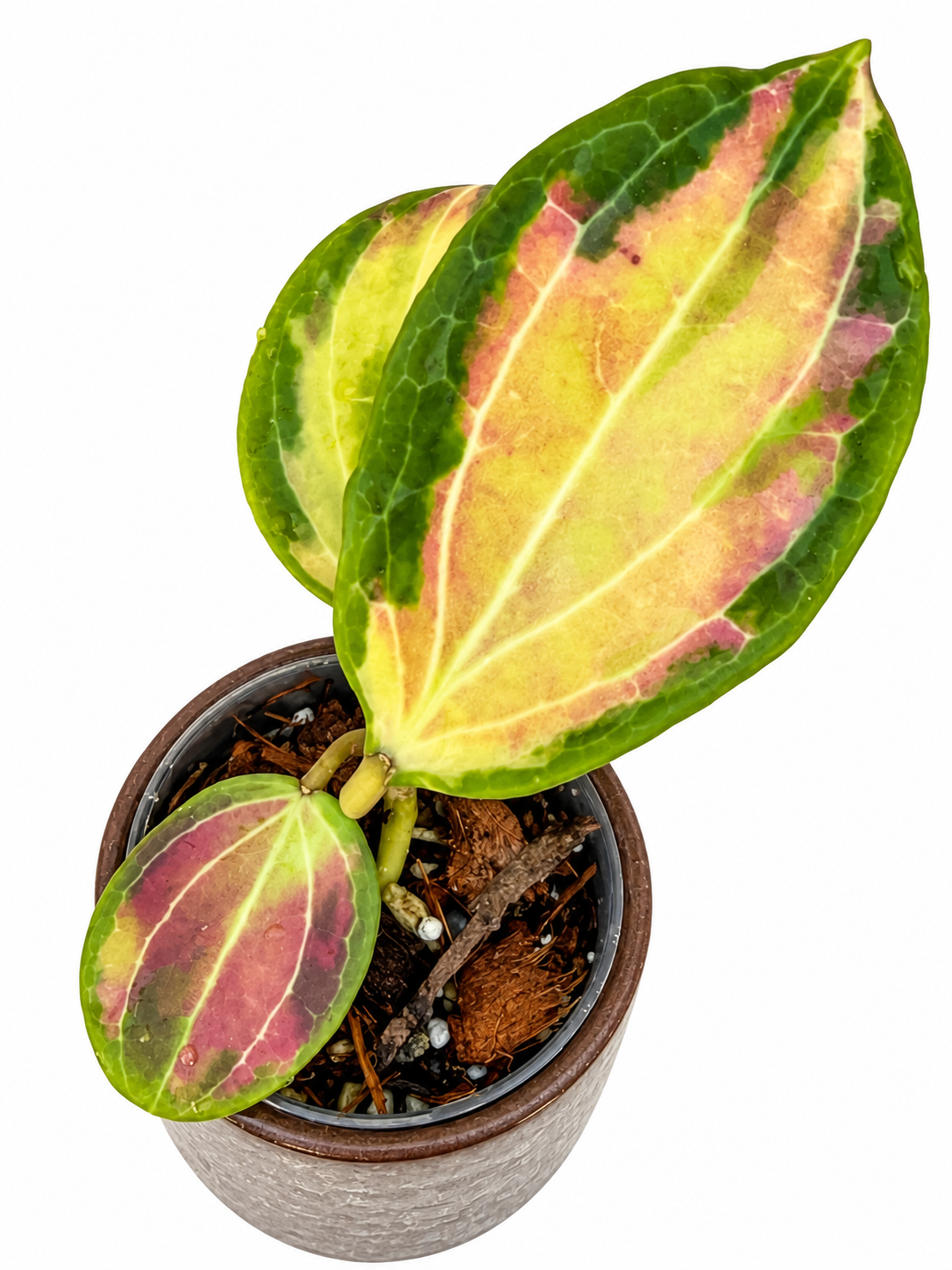 Hoya Merrillii Inner Variegated | Rare Rooted Collector Hoya