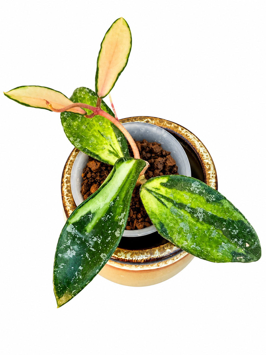 RARE Hoya Phuwuaensis Variegated