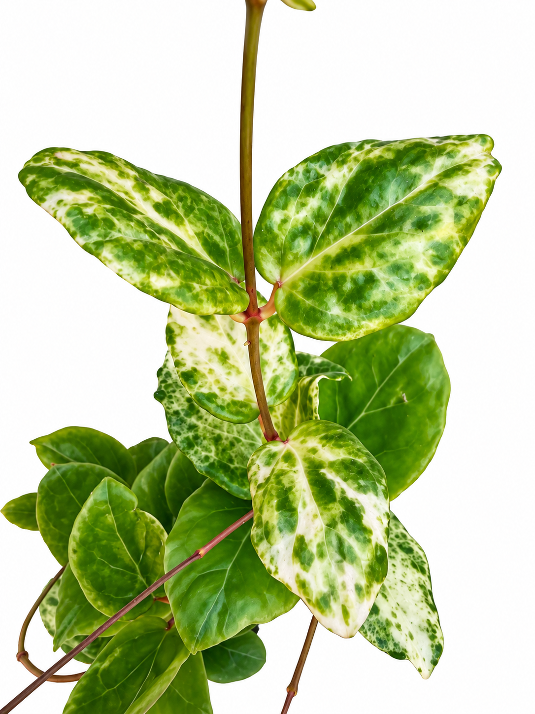 Hoya ‘Candy’ Variegated – Rare Hoya Unrooted Cutting | 1 Node, 2 Leaves | Grower’s Choice