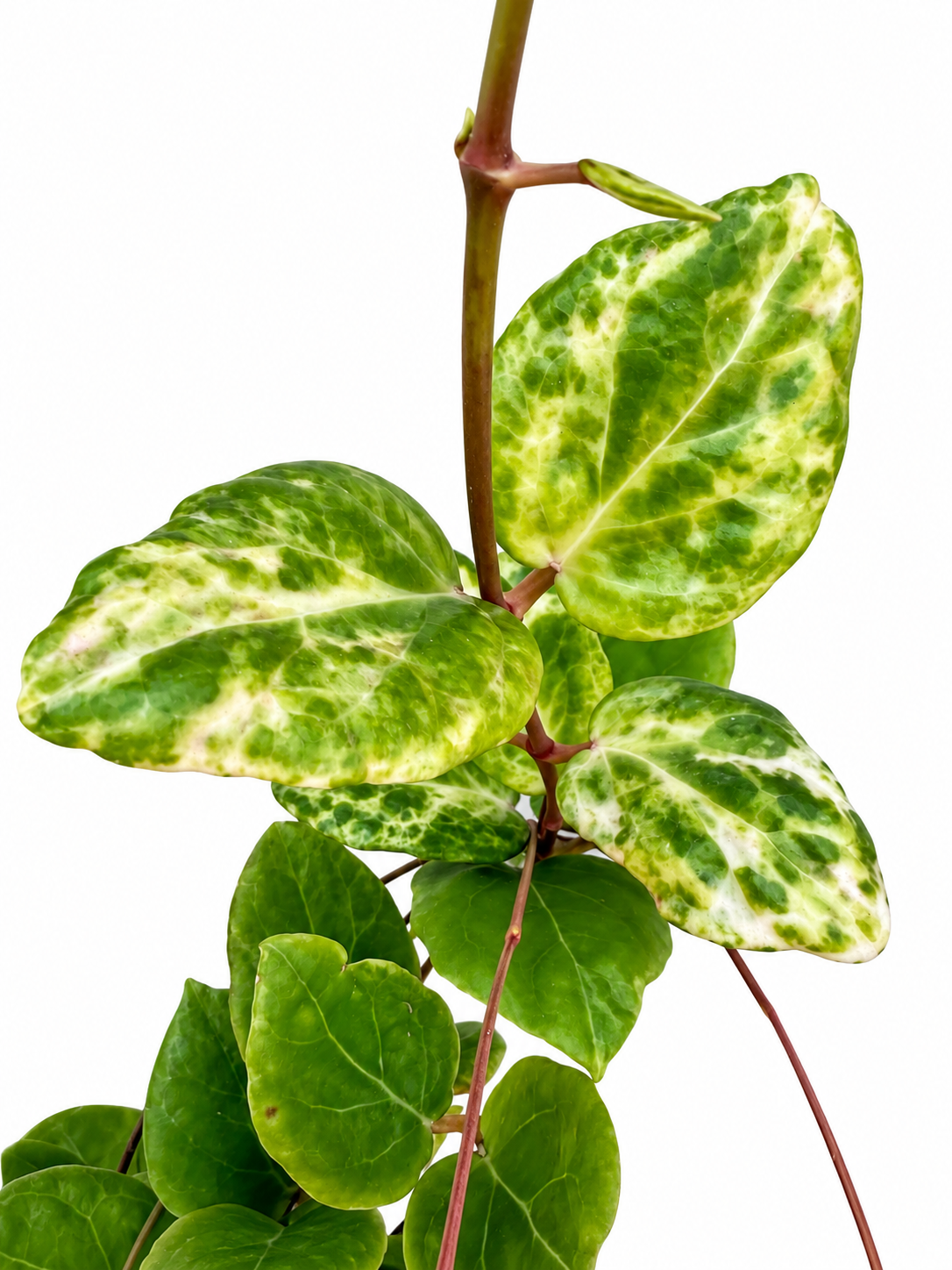 Hoya ‘Candy’ Variegated – Rare Hoya Unrooted Cutting | 1 Node, 2 Leaves | Grower’s Choice