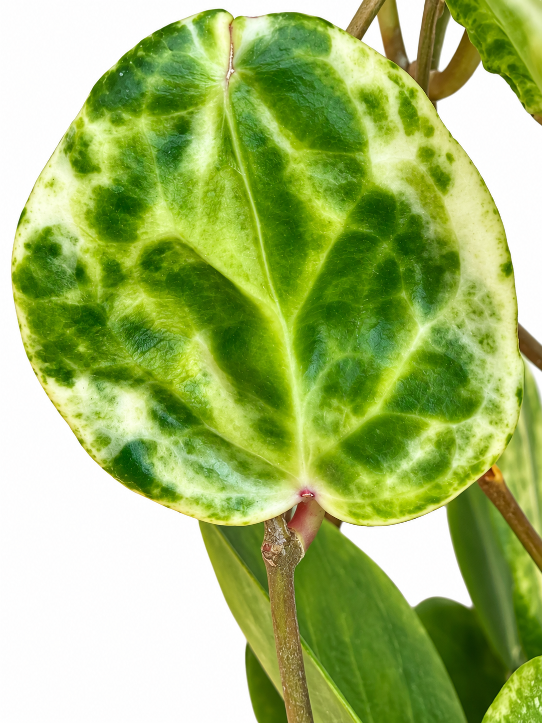 Hoya ‘Candy’ Variegated – Rare Hoya Unrooted Cutting | 1 Node, 2 Leaves | Grower’s Choice